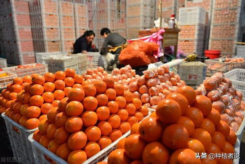 卖果季节又到了,果农如何把柑橘变成钱 这5招销售技巧很管用